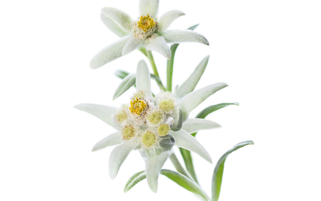 Edelweiss